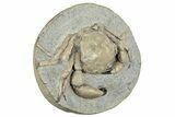 D Fossil Crab (Pulalius) In Concretion - Washington #240456-2